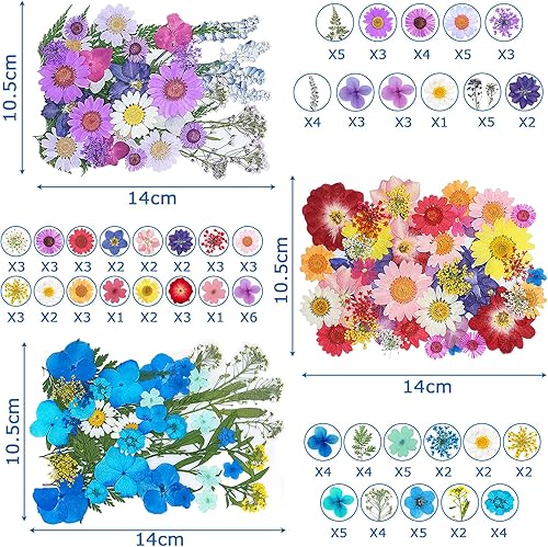 Frasheng 120Pcs Fleurs Sechees Naturelles,Vraies Fleurs pressées séchées,Avec une pince à épiler,​Fleurs séchées pour Résine,Scrapbooking,Bougie Bricolage,Fabrication Artisanale de Pendentif de Bijoux - Nail Gallerys