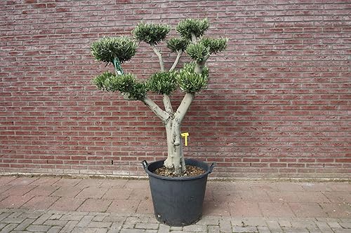 Tropictrees Olivier Pon Pon 180 cm Topiaire Circonférence 40/50 cm - Nail Gallerys