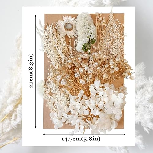 Natuce Fleurs Séchées Blanches - Ensemble Naturel de Bouquet Vrai Avec Feuilles Pour Signets, Bijoux, Scrapbooking - Nail Gallerys