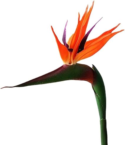 HAOSHICS Lot de 6 oiseaux paradisiaques artificiels Strelitzia en soie pour la maison, le bureau, la décoration de table de mariage (orange, taille S) - Nail Gallerys