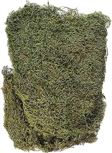 Rayher Mousse Naturelle séchée, Vert, 1 Sachet, 100g, en Tapis, Arts créatifs, modélisme, floristique, Automne, nid de pâque, crèche, Noël-8508300 (Lot de 2) - Nail Gallerys