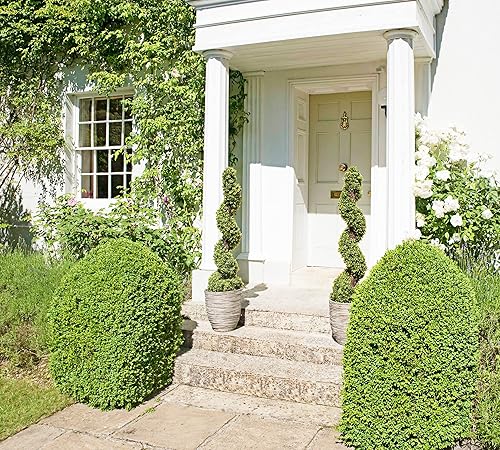 GreenBrokers Lot de 2 buis artificiels en Spirale - 96 cm - Nail Gallerys