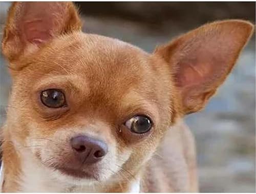 YSCOLOR Diamond Painting Bricolage 5D Diamant Peinture Kits Perceuse Complète Perles Rondes Chihuahua Chien Diamant Art Broderie Kits Décoration Murale 30x40cm - Nail Gallerys