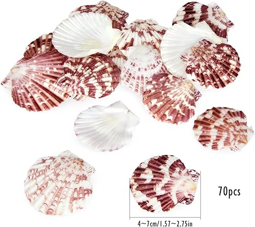 Zliger Coquillages naturels 500 g - Décoration Maritime colorée - Décoration de Mariage colorée (4-7 cm, Environ 100) (Couleur) - Nail Gallerys