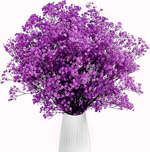 Gipizi Gypsophile Séché Fleurs Violet, Naturel Gypsophila Fleurs Sechees Plus de 3000 Boutons Floraux enpour Gypsophile pour Mariage, Décoration Maison, DIY et Fête - Nail Gallerys