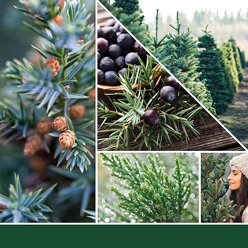 Yankee Candle bougie parfumée Sapin baumier et cèdre | Format jarre | Bougie longue durée jusqu’à 150 heures de combustion |Cadeaux parfaits pour les femmes - Nail Gallerys