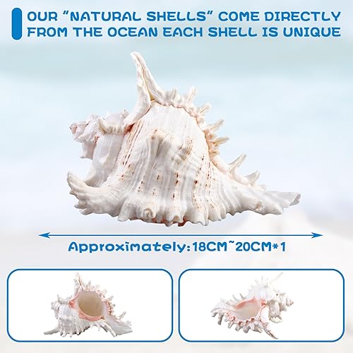 MEYAGOT Grands Coquillages Naturels,18-20cm Grandes Coquillages Naturels,Grands Coquilles Naturelles,Grande Ornements Naturels Shell pour Décoration De Maison,Bricolage - Nail Gallerys
